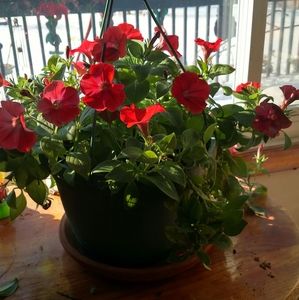 Meet your Posher, Doris